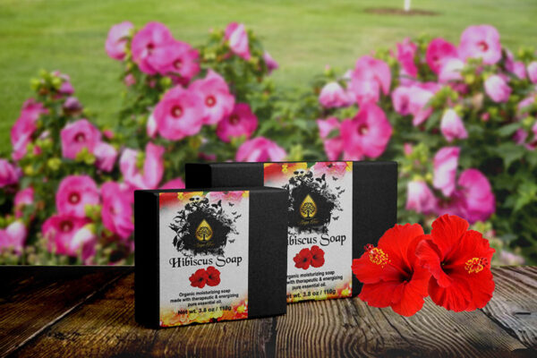 hibiscus 2
