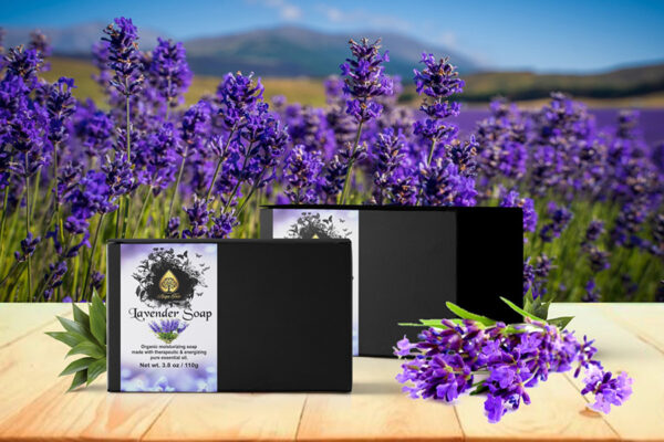 lavender 1