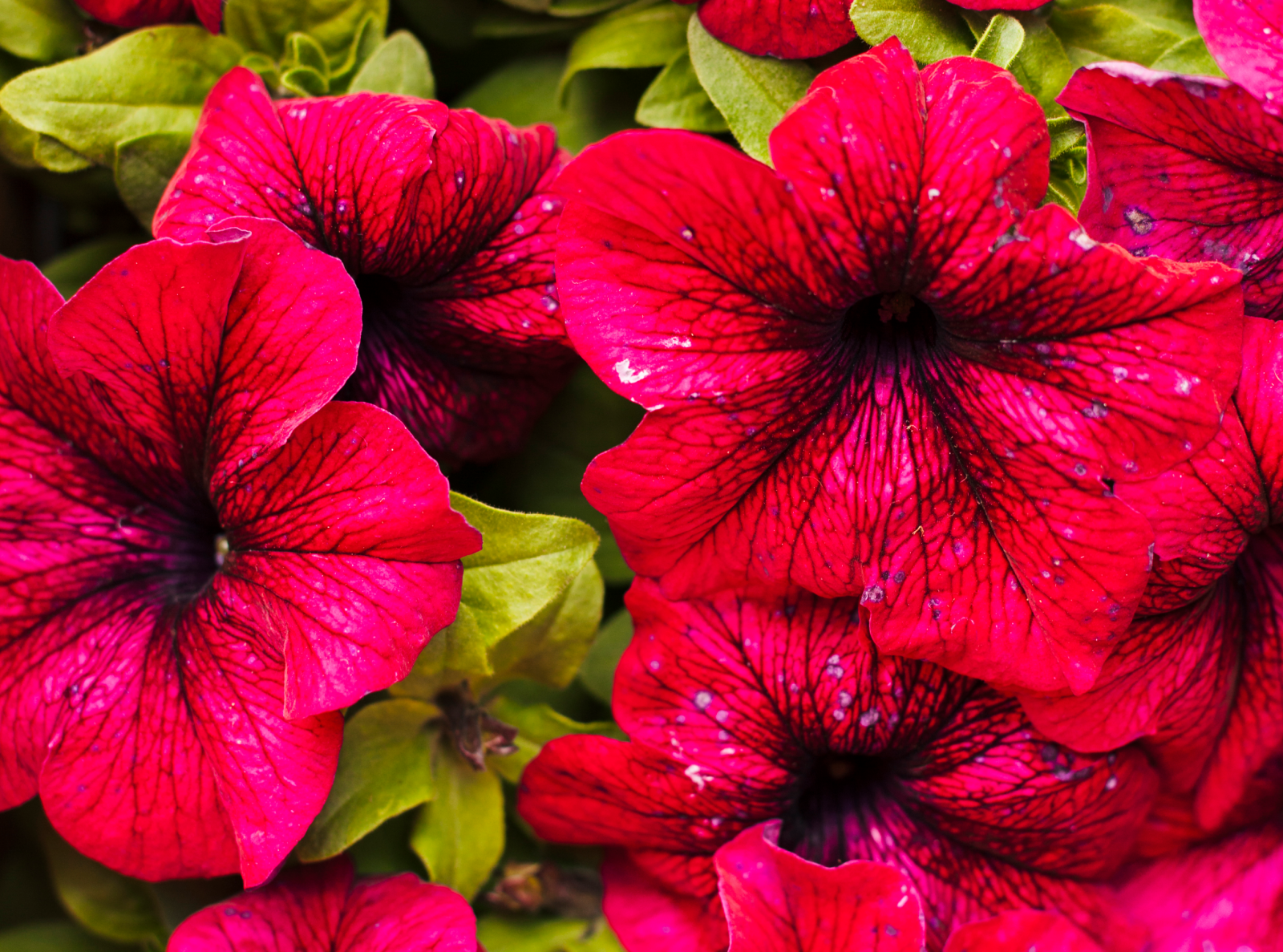 hibiscus flower